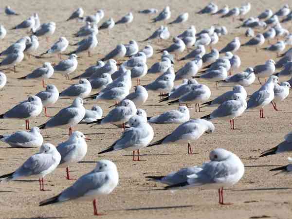 Trockene Winde erhöhen die Waldbrandgefahr an der Ostküste, wenn die Temperaturen sinken