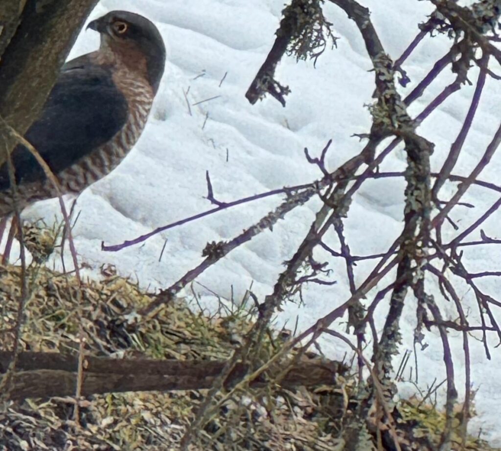 Den Tauben geht es dieses Jahr am Vogelhäuschen gut