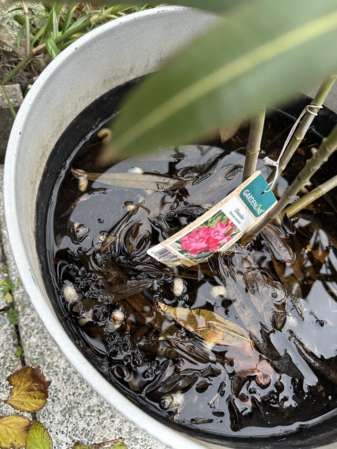 Würmer im Oleander