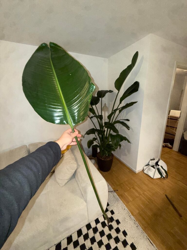 Strelitzia geht’s nicht gut Hilfe