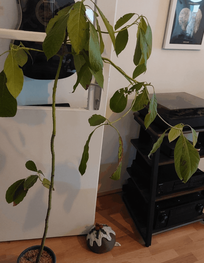 Frage bezüglich Avocado Frage bezüglich Avocado