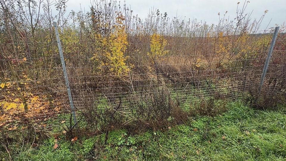 Offenbar falsche Bäume gepflanzt: Streit um jungen Wald an der A14