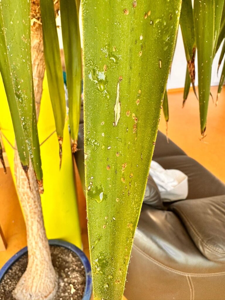 Was hat die Palme meiner Kollegin?