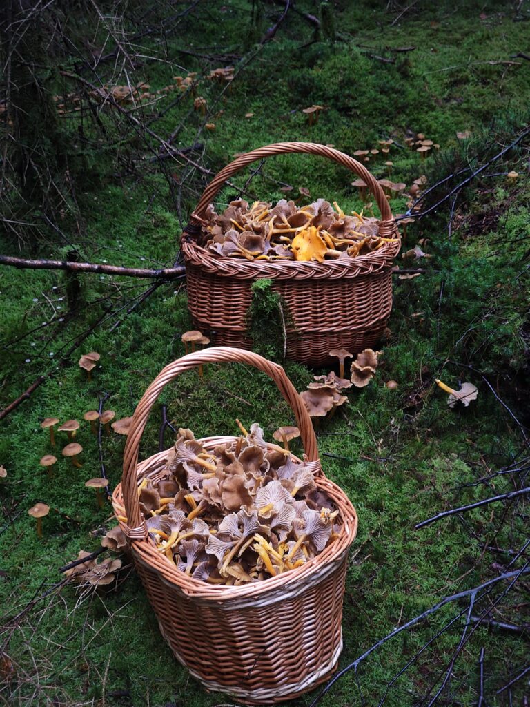 Unsere schwedischen Wälder sind voller Pfifferlinge! Lass sie nicht ungenutzt verstreichen!