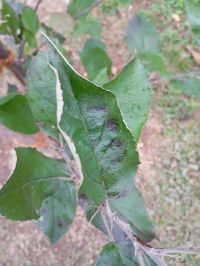 Frisch gesetzter Apfelbaum Elatar hat Flecken auf den Blättern. Ist das normal?