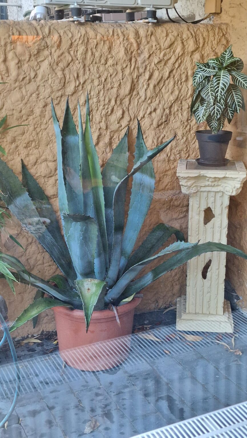 Agave überwintern
