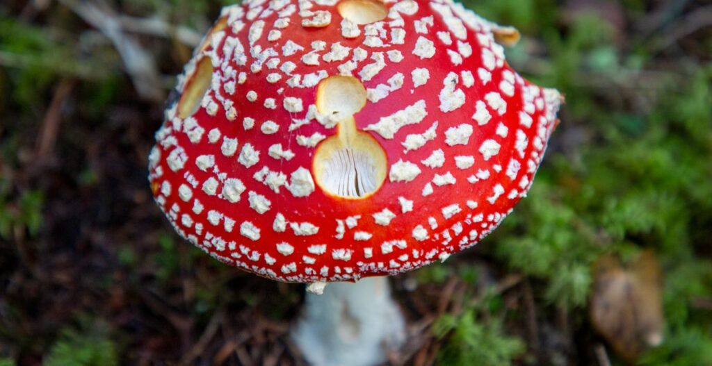 Der Vorschlag: Roten Fliegenpilz als Betäubungsmittel einstufen