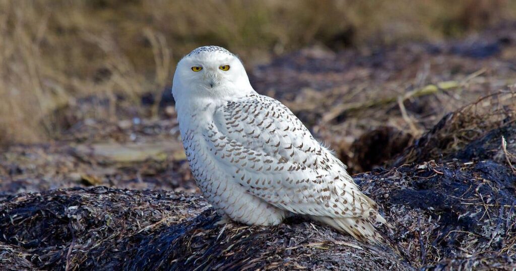 Zwei weitere Vogelarten gelten in Schweden mittlerweile als ausgestorben