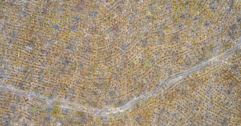 Wälder, die in den 1950er Jahren gerodet wurden, sind immer noch artenärmer