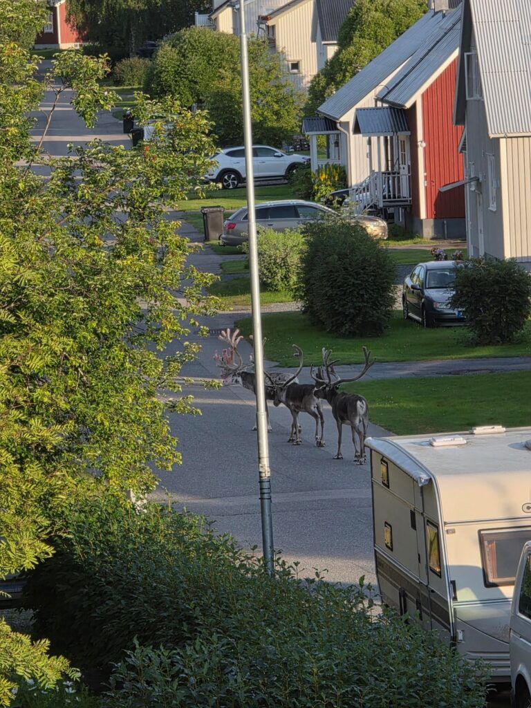 Schwedischer Sommer.