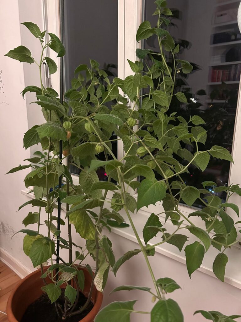 Physalis Pflanze pflegen und überwintern