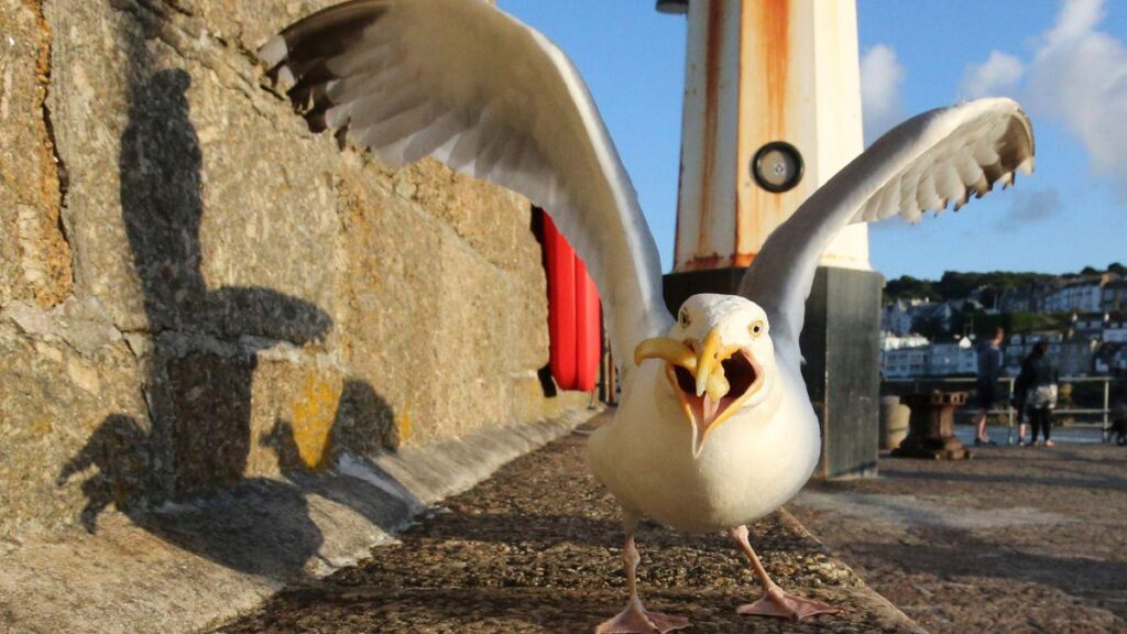Neue Studie zeigt: Möwen fliegen weg, wenn man sie anschreit