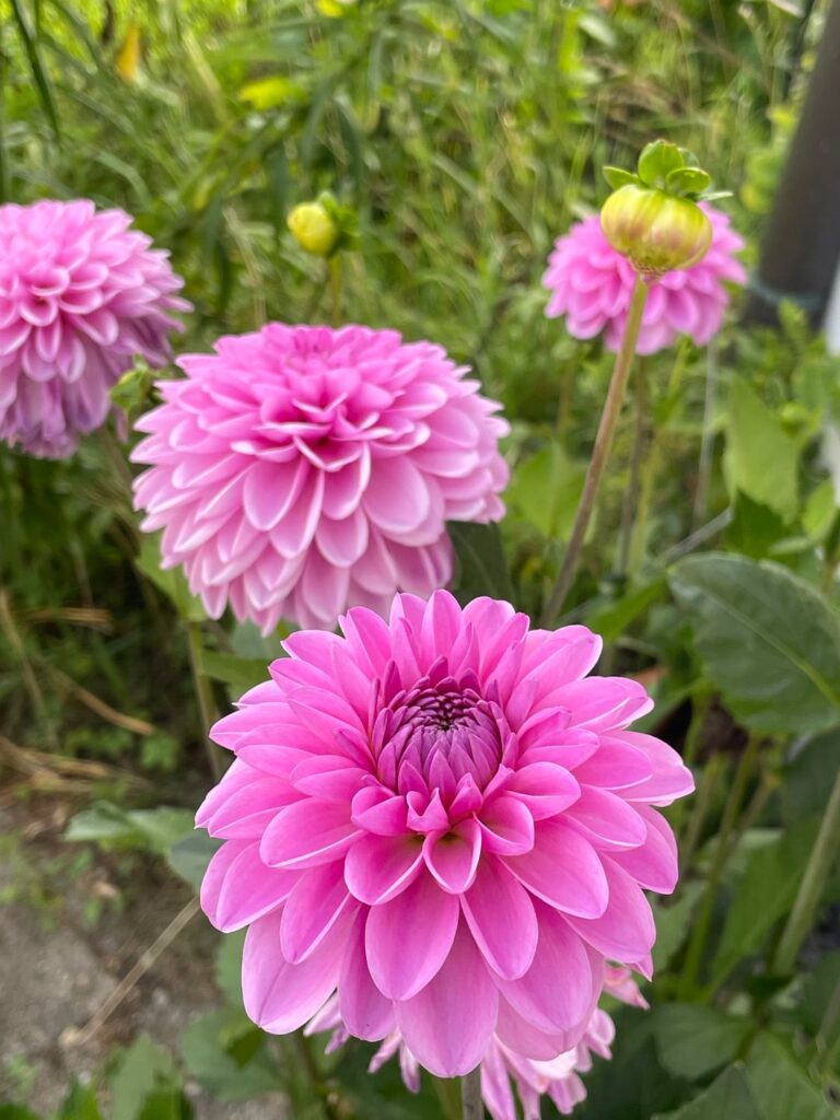 Erfahrungen mit Dahlien aus Samen Erfahrungen mit Dahlien aus Samen