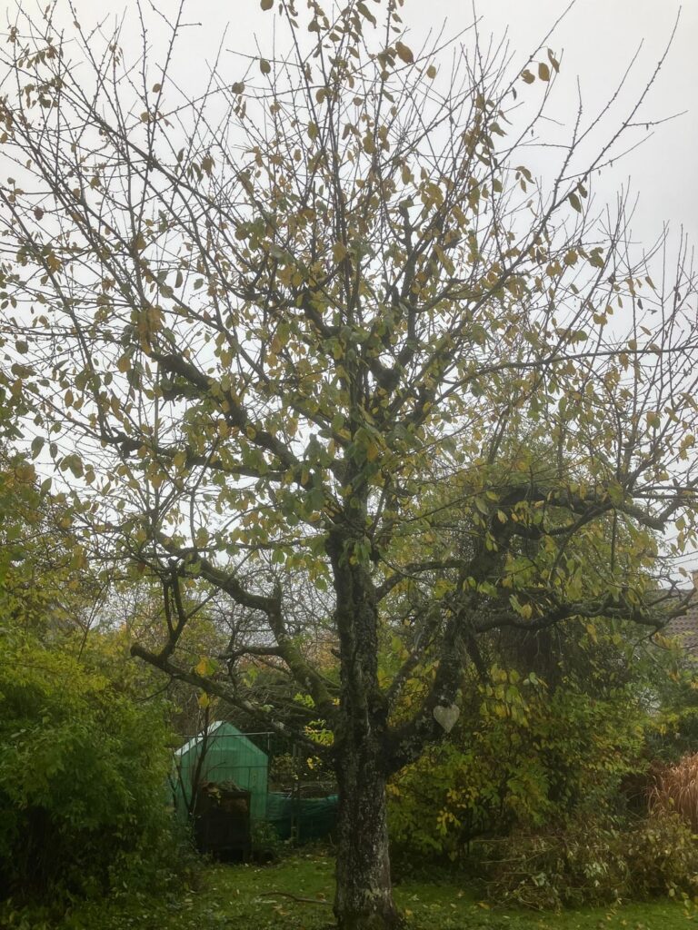 Kirschbaum Kirschbaum