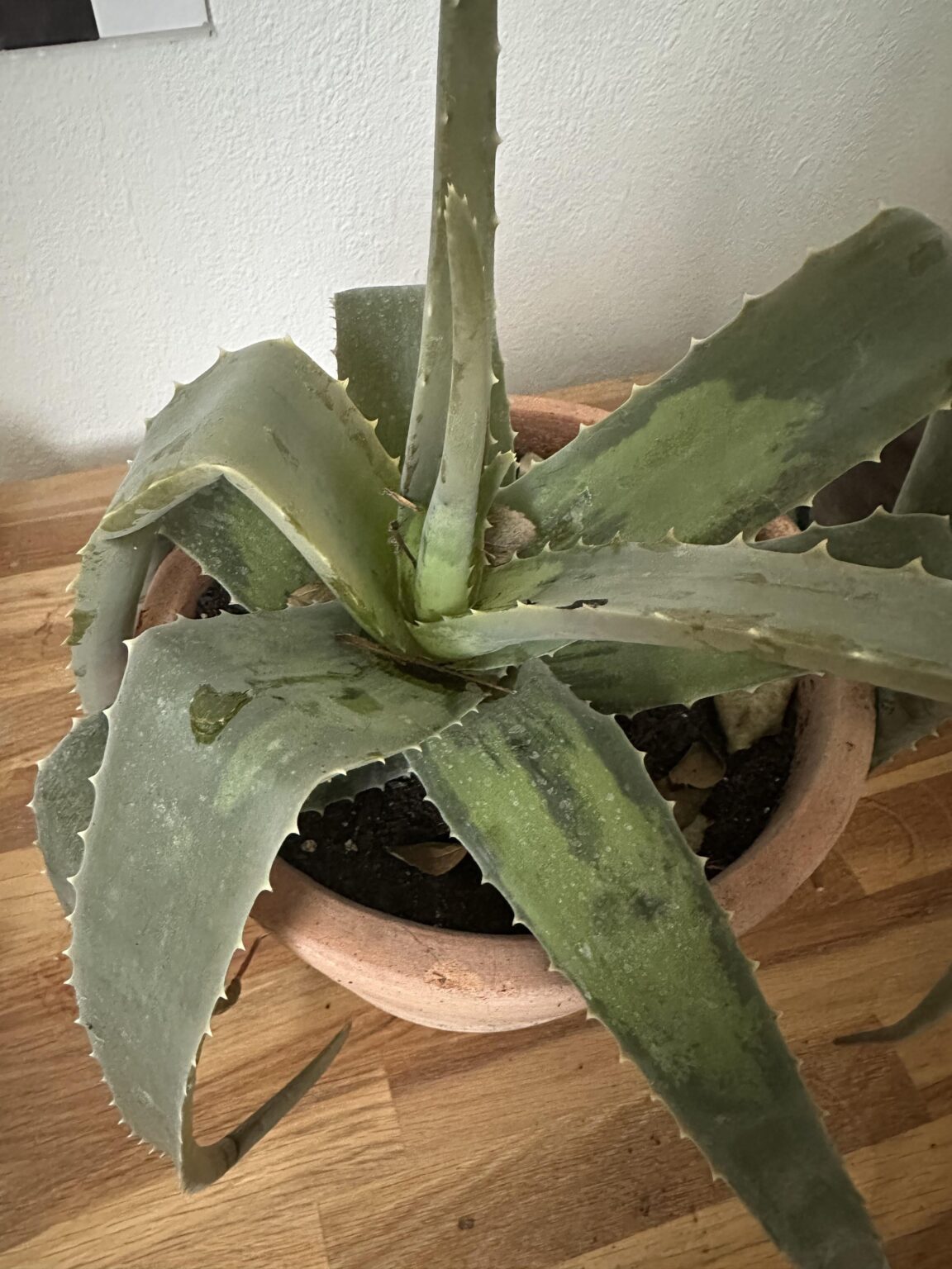Aloe Vera erfroren Aloe Vera erfroren