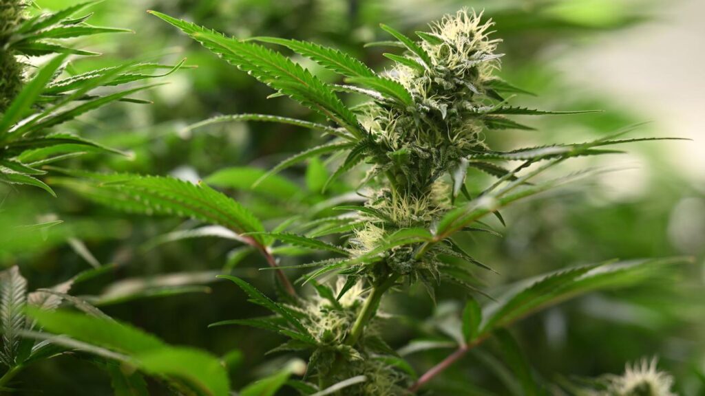 Kein legaler Verkauf von Marihuana : Cannabis-Modellprojekt in Berlin abgelehnt