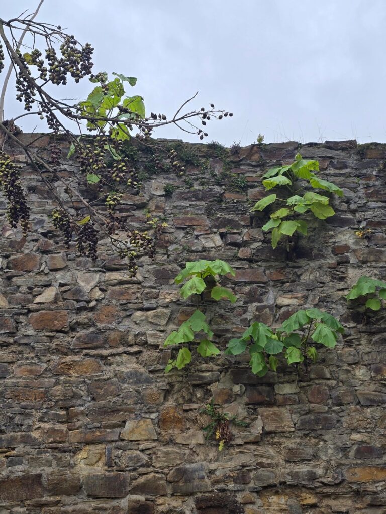 Erstaunliches Fugenwachstum - Stadtmauer in Ahrweiler Edition