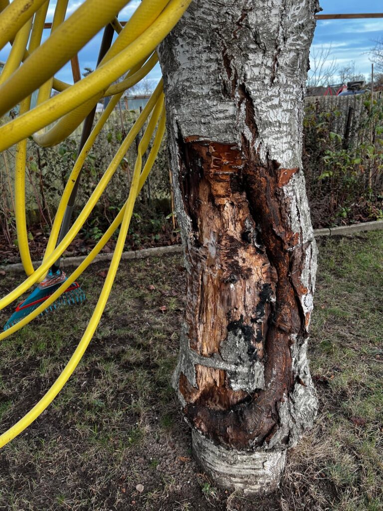 Wird der Kirschbaum den Winter so überleben?