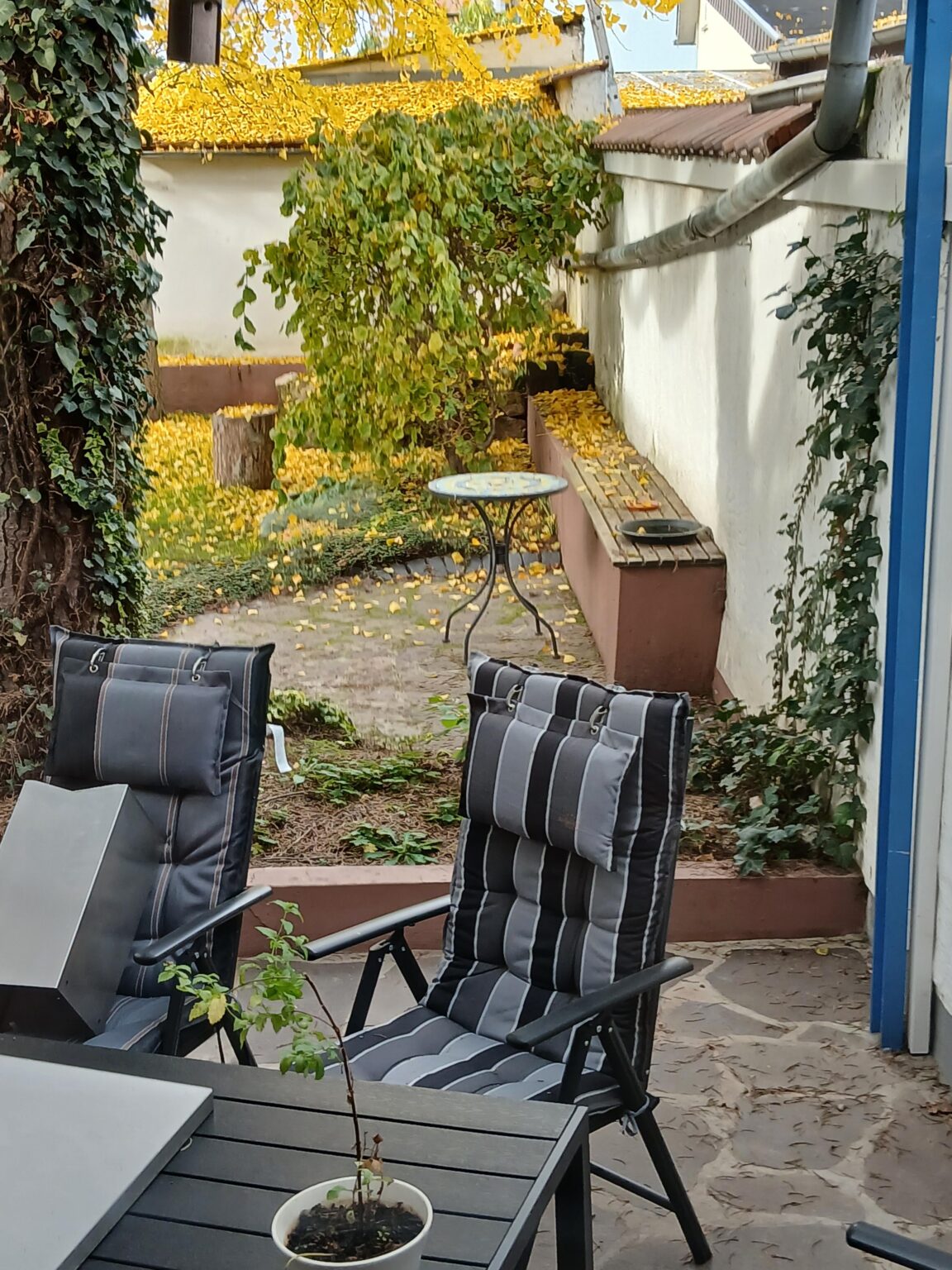 Welche Palme Pflanzen? Welche Palme Pflanzen?
