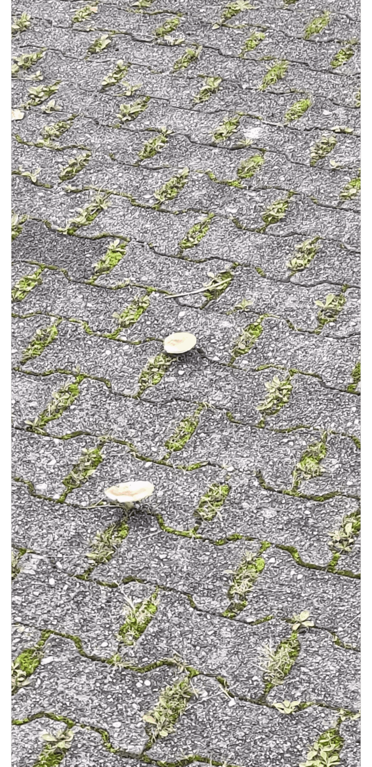 Habt ihr sowas schon mal gesehen? Pilze wachsen zwischen Steinen