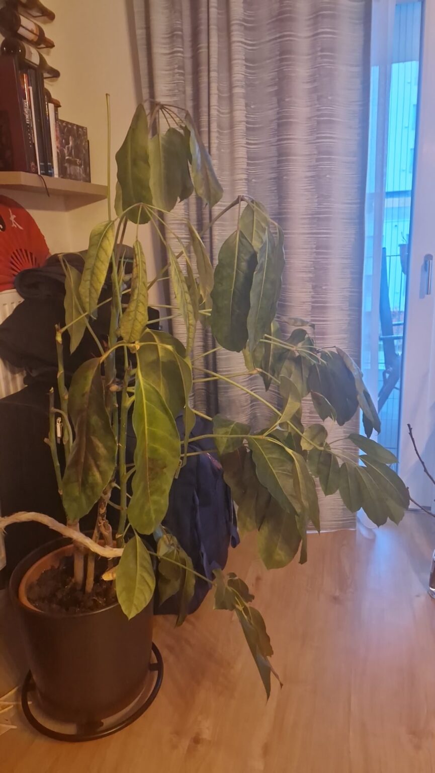 Scheffleria geht ein Scheffleria geht ein