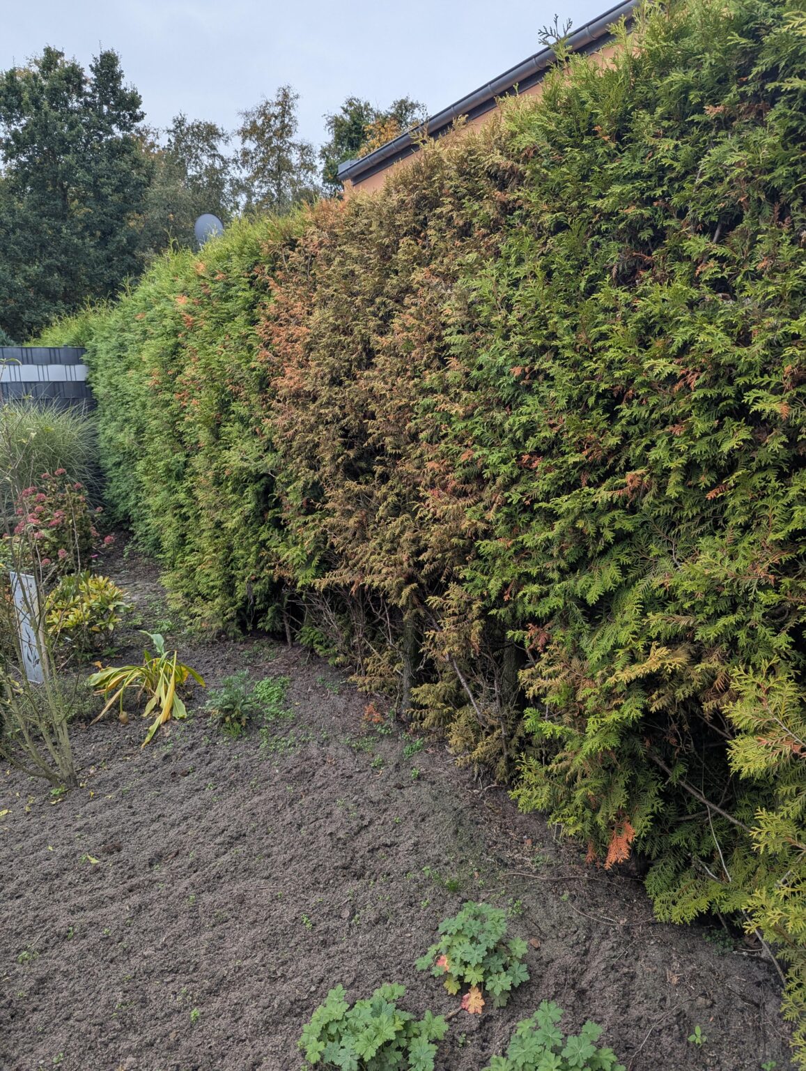 Was ist mit meiner Hecke los und kann man die noch retten?