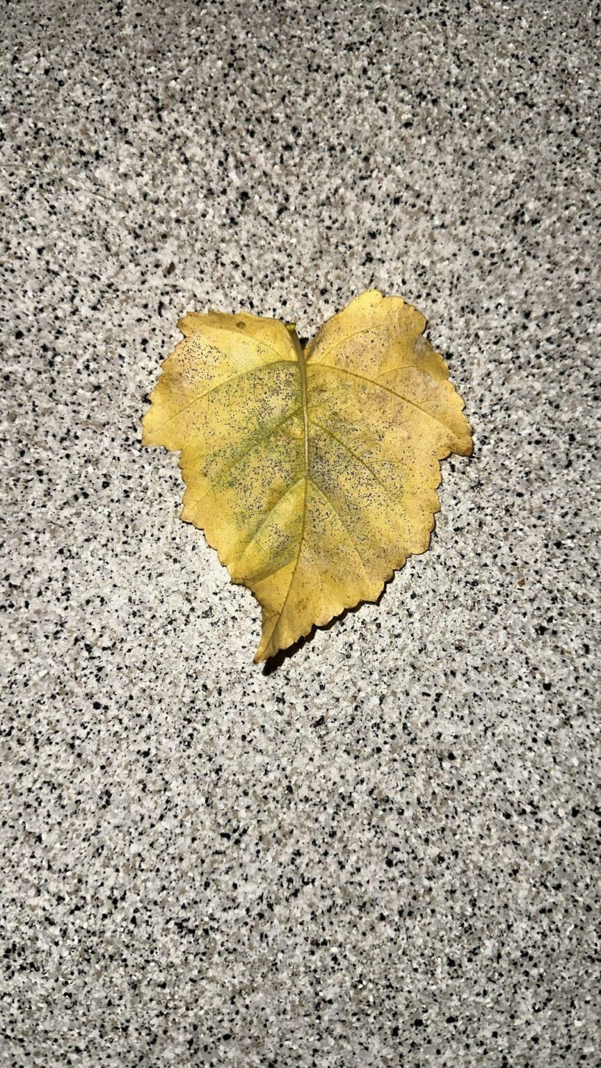 Hilfe bei Identifizierung :) Hilfe bei Identifizierung :)