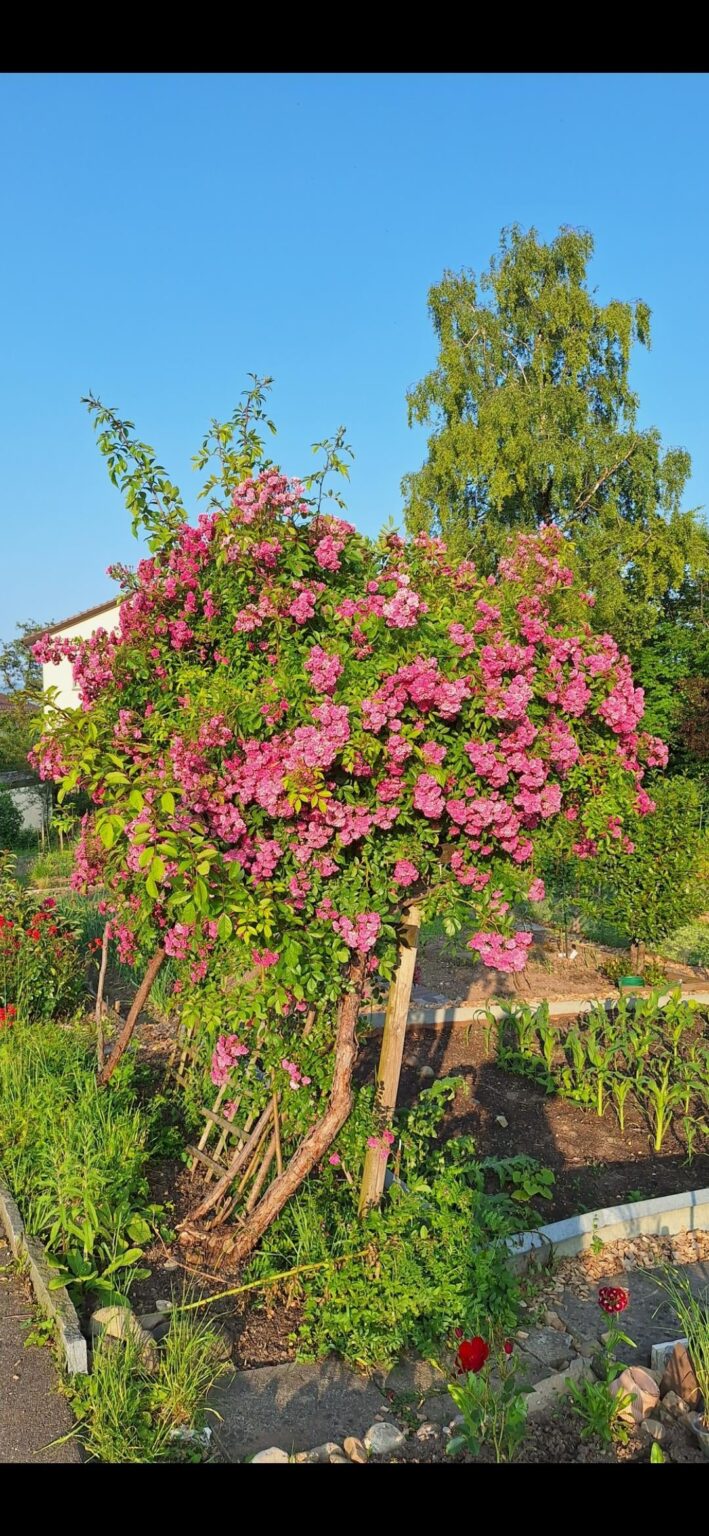 Die Kletterrose ist überwuchert Die Kletterrose ist überwuchert