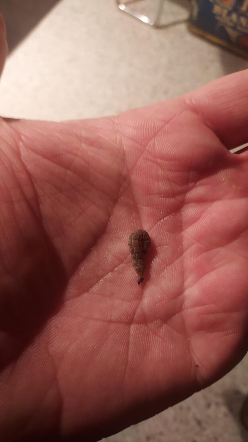 Weiß jemand, was für eine Raupe das ist? Weiß jemand, was für eine Raupe das ist?