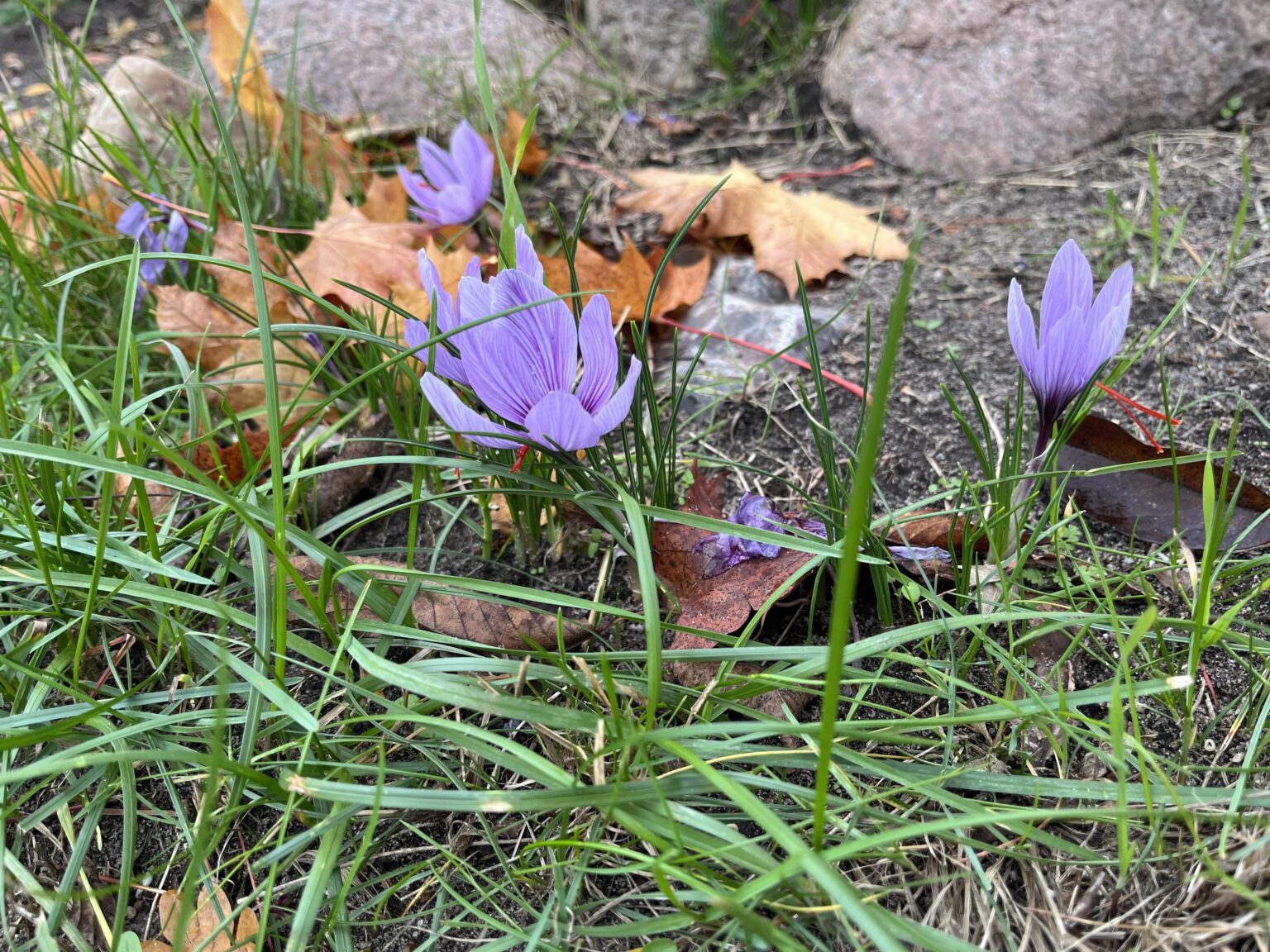 Krokus Zwiebeln im Herbst setzen…