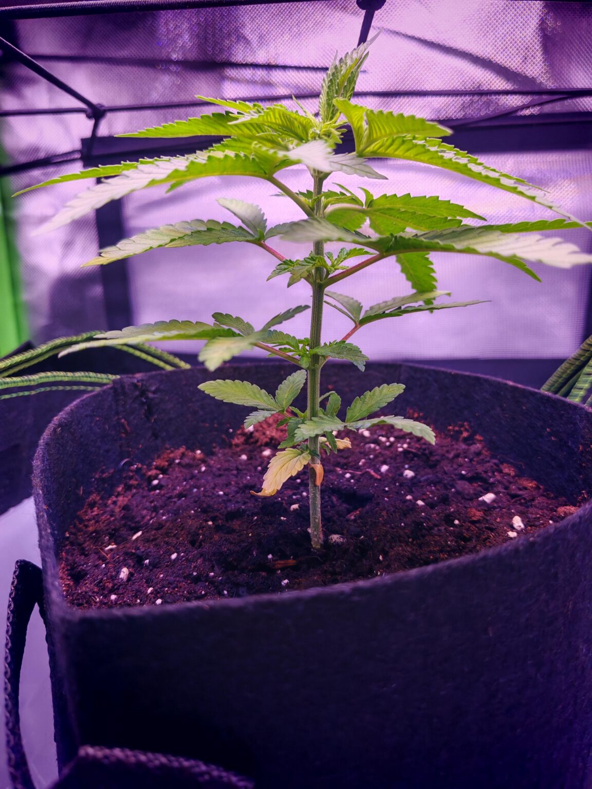 Bei welcher Nodie das Scrog Netz anbringen ohne Topping