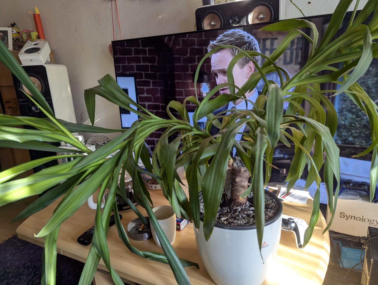 Wie bekomme ich meine Palme wieder gerade.