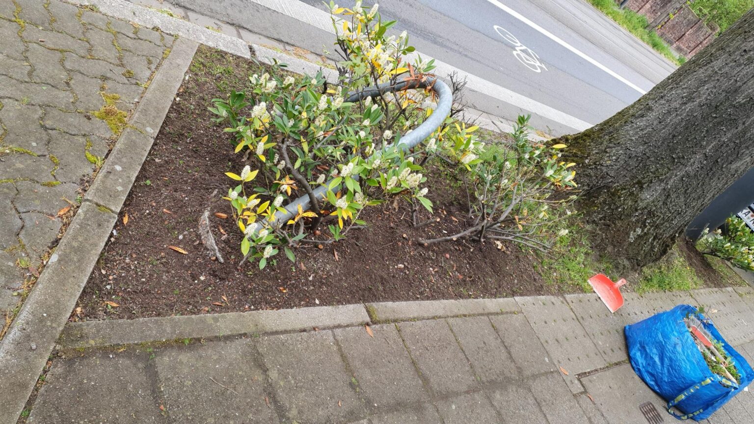 Welche Pflanze wird hier überleben? Welche Pflanze wird hier überleben?