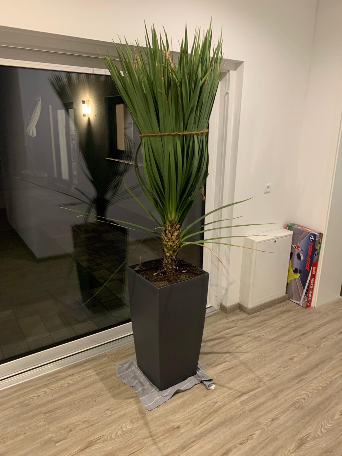 Zerstöre ich meine Pflanze?