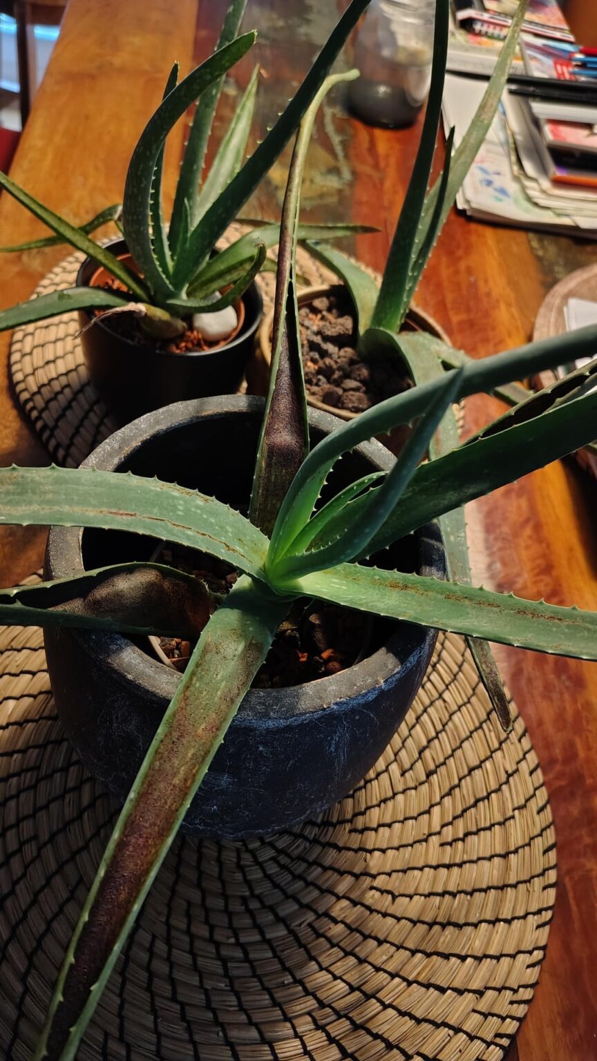 Help with my aloes Help with my aloes