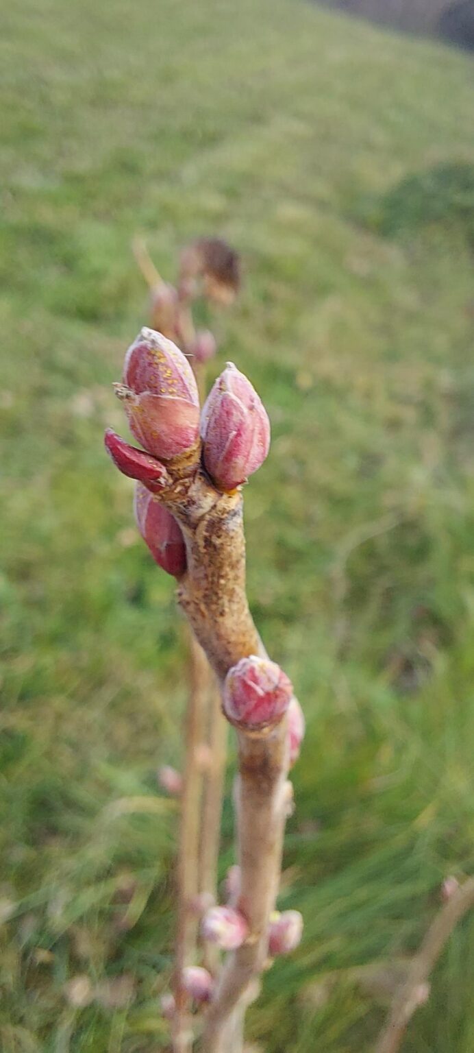 Mitte November und unsere Beeren bekommen Knospen