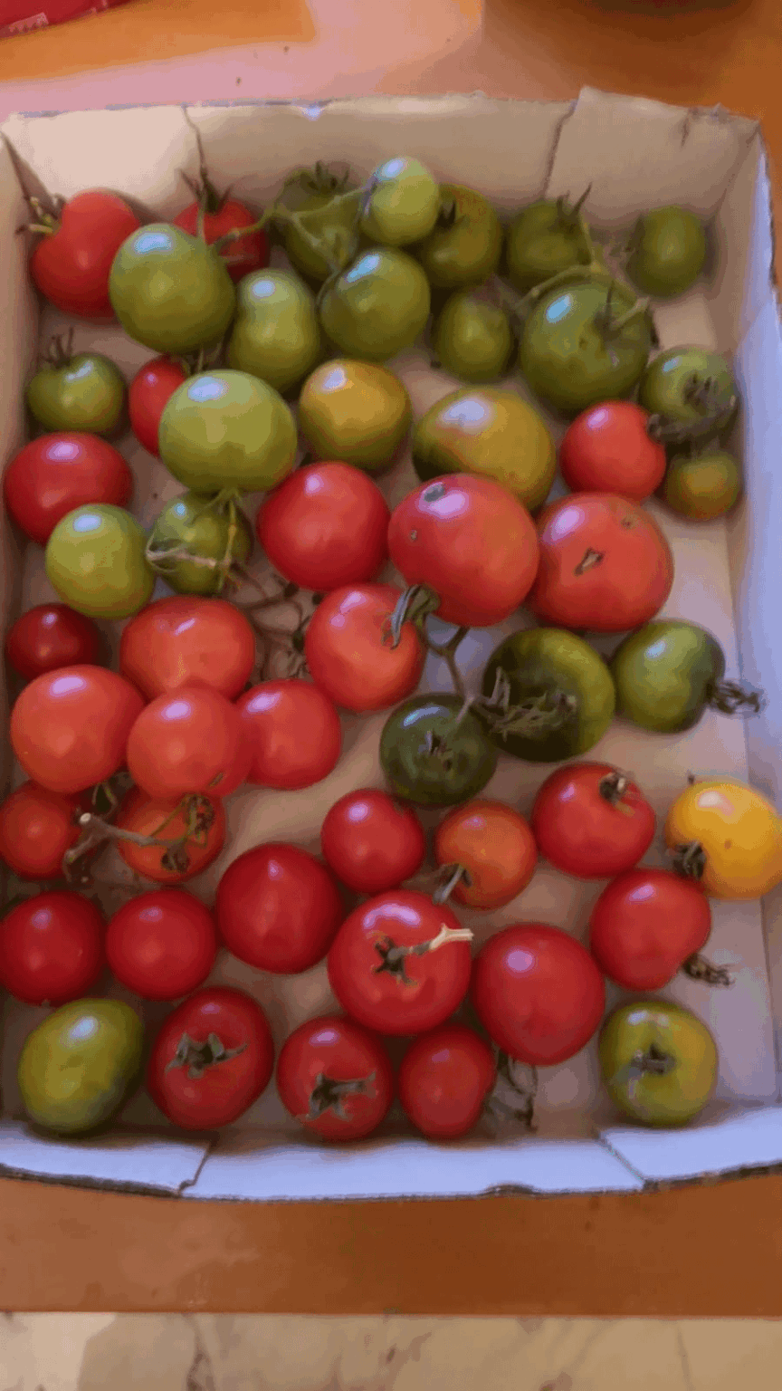 Anfang November hatte ich nochmal die letzten grünen Tomaten geerntet, bevor ich die Pflanzen auf den Kompost entsorgt hatte. Die ersten sind jetzt reif :)