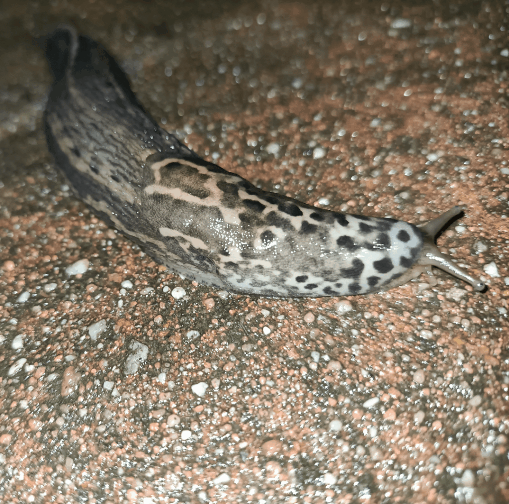 Ein Tigerschnegel, war gestern Nacht auf der Terrasse