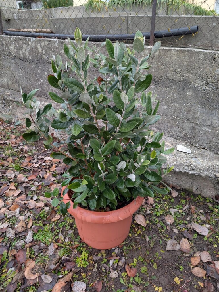 3 jährige Ananasguaven (Feijoa sellowiana) 3 jährige Ananasguaven (Feijoa sellowiana)