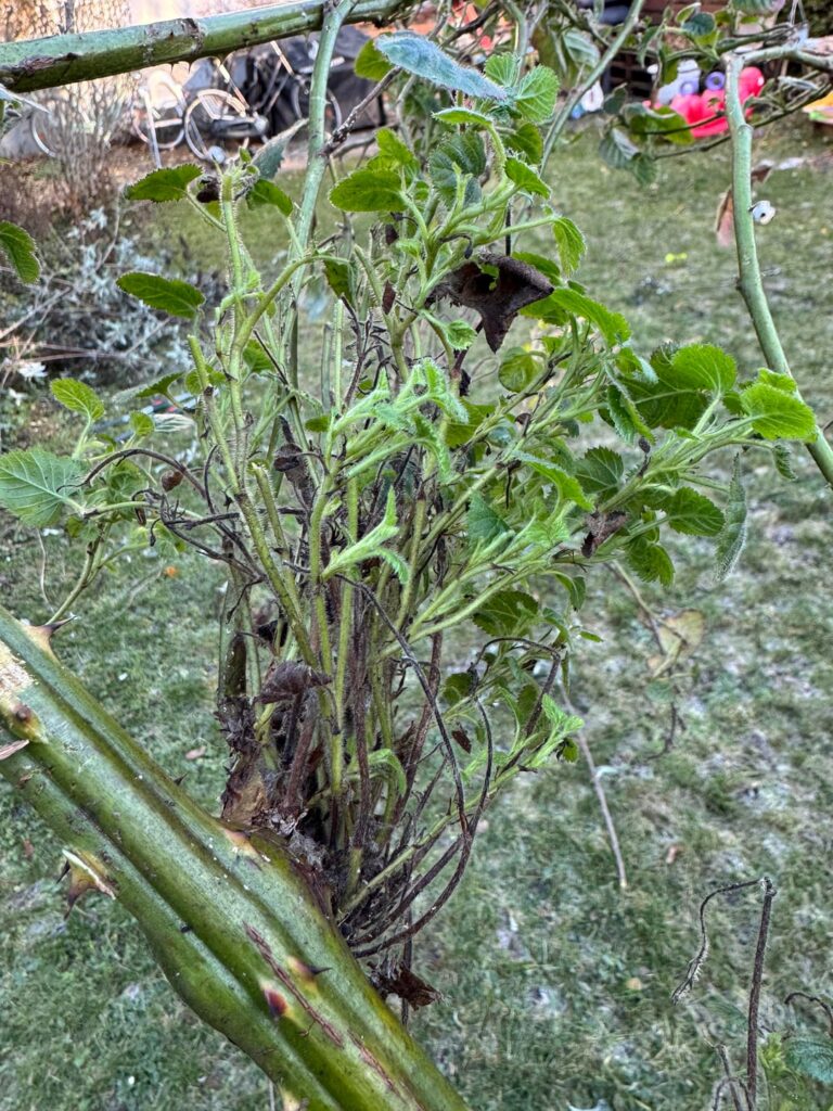 Komische Wucherungen an Brombeere Komische Wucherungen an Brombeere