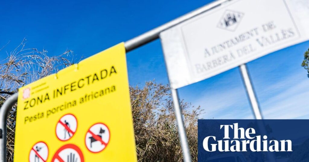 Der Ausbruch der Afrikanischen Schweinepest in Spanien könnte aus einem Forschungslabor durchgesickert sein, sagen Beamte Der Ausbruch der Afrikanischen Schweinepest in Spanien könnte aus einem Forschungslabor durchgesickert sein, sagen Beamte