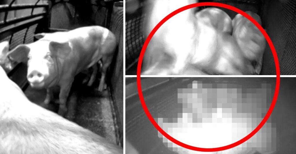 Auf diese Weise werden jedes Jahr Millionen schwedische Schweine gequält