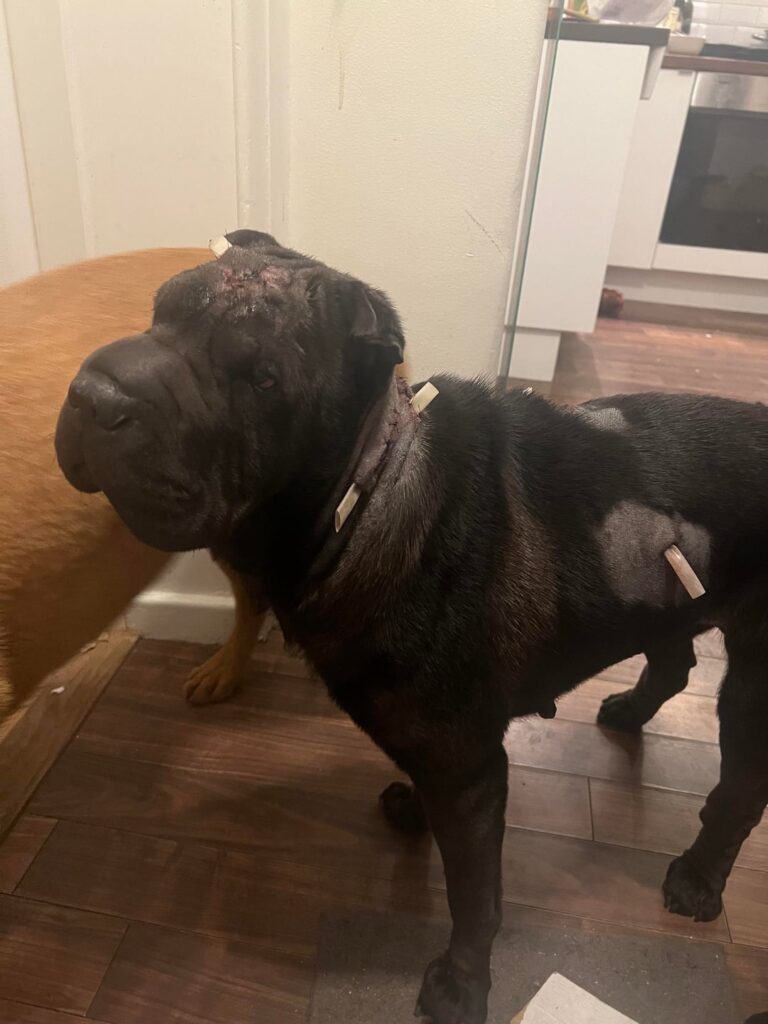 Mein Hund wurde angegriffen.
