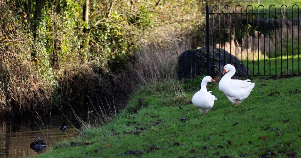 Das Verschwinden von Gänsen schürt die Befürchtung, dass sie für das Weihnachtsessen gestohlen werden