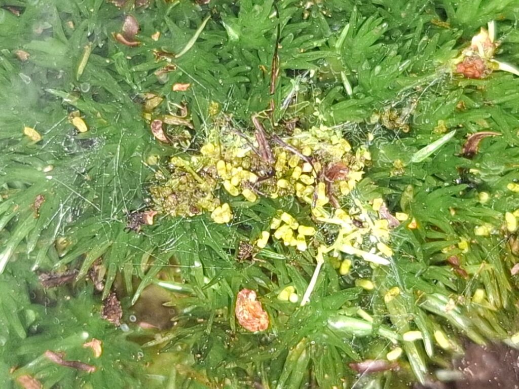 Moosmilben (?) + Eier (?) + Raupe in Flaschengarten Moosmilben (?) + Eier (?) + Raupe in Flaschengarten