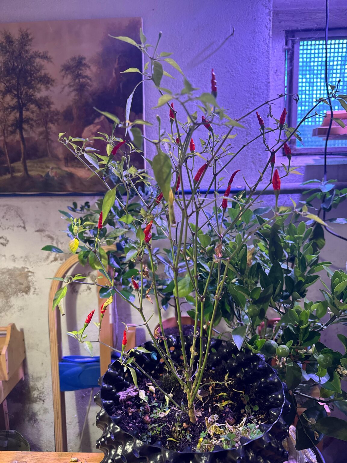Chili überwintern Hilfe Chili überwintern Hilfe