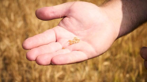 Regeln rund um Saatgut in Kanada werden zum ersten Mal seit 100 Jahren umfassend aktualisiert | Stakeholder von langwierigem Prozess enttäuscht: Seeds Canada