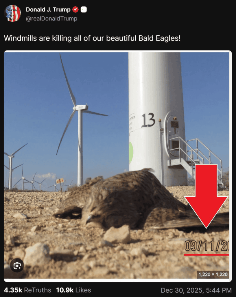 Trump belebt Anti-Windmühlen-Kampagne mit falsch identifiziertem Vogelfoto wieder