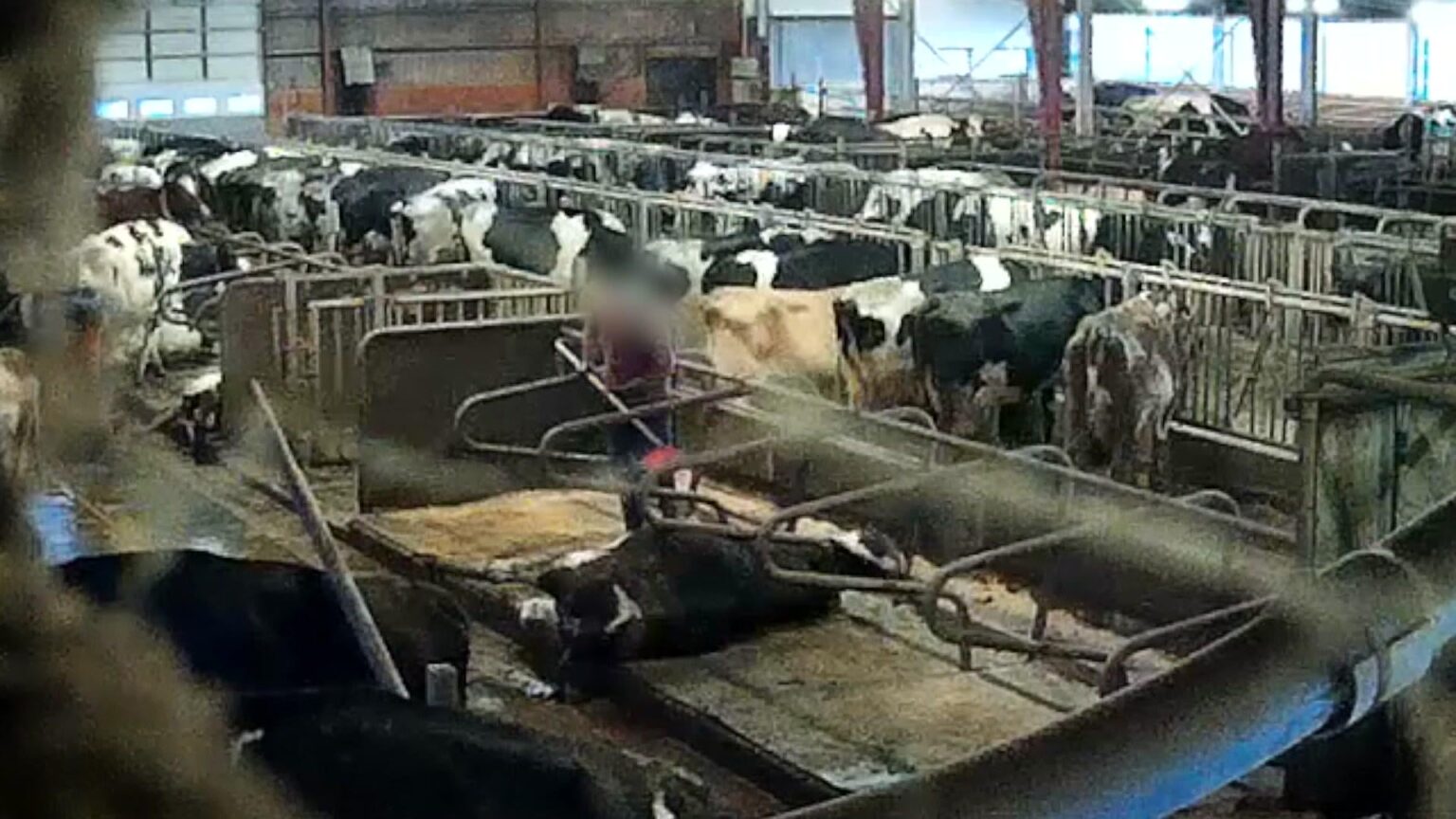 Hier trifft Arlabonden die Milchkühe: „Es ist schrecklich“