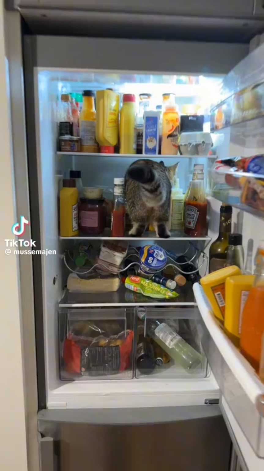 Natürlich erlebt der Junge ein Abenteuer im Kühlschrank!